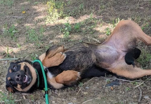 Photo of Bailey, adoptable Terrier in garner, North Carolina