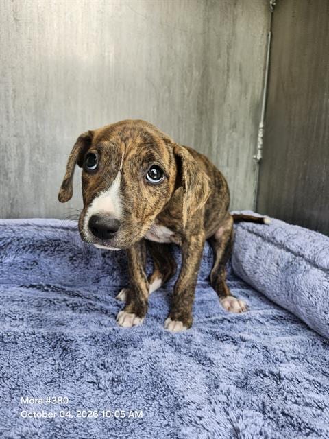 Photo of Scarlata, adoptable American Staffordshire Terrier in San Antonio, Texas