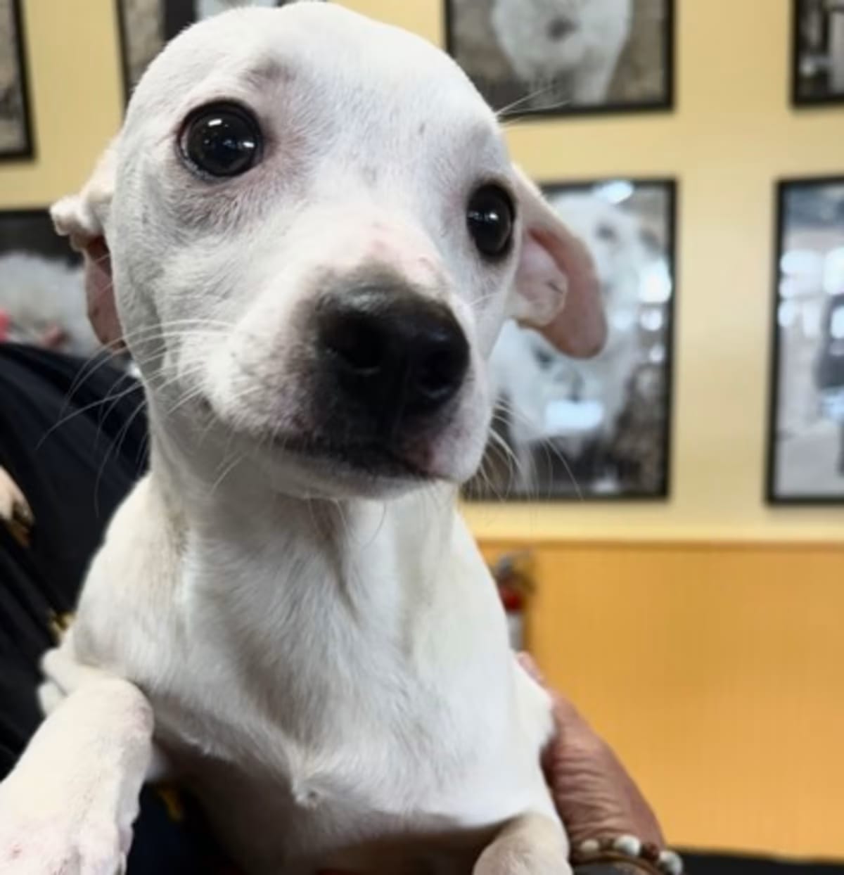 Photo of Pipsqueak IN FOSTER, adoptable Terrier (Unknown Type, Medium) in New Orleans, Louisiana