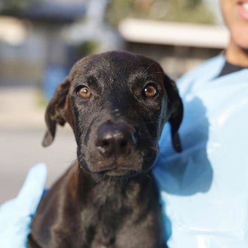 Photo of Ariana, adoptable American Staffordshire Terrier in San Antonio, Texas