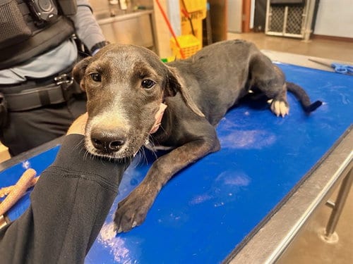 Photo of Frenchie, adoptable Pointer in Phoenix, Arizona
