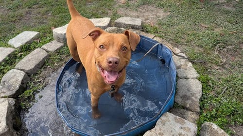 Photo of Canary (Larry), adoptable American Staffordshire Terrier in Ocala, Florida