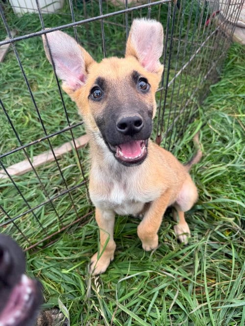 Photo of JR, adoptable German Shepherd Dog in MIDWAY, Utah