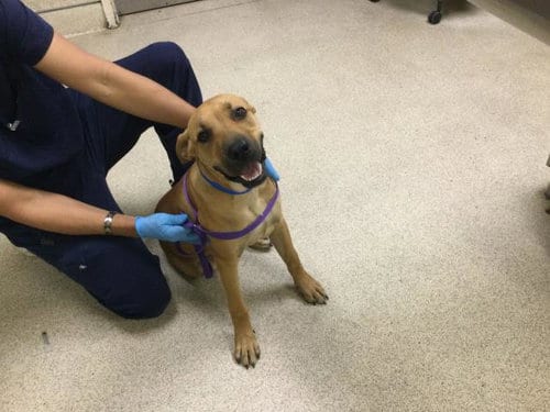 Photo of Dougie, adoptable Mastiff in Riverside, California