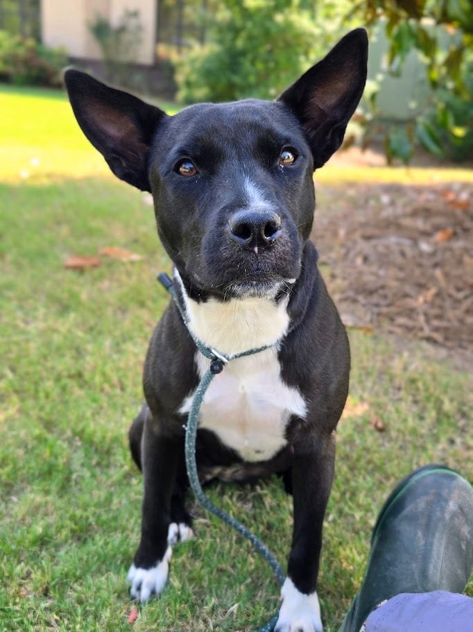 Photo of Valkyrie, adoptable Mixed Breed in Douglasville, Georgia