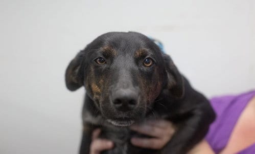 Photo of Honey Bun, adoptable Labrador Retriever in Mountain Home, Arkansas