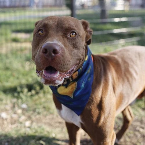 Photo of Bubba, adoptable American Staffordshire Terrier in San Antonio, Texas