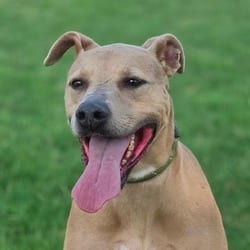 Photo of Winona JuM, adoptable Weimaraner American Pit Bull Terrier in Hartford, Connecticut
