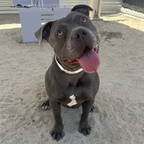 Photo of Peggy, adoptable Pit Bull Terrier in Thousand Palms, California