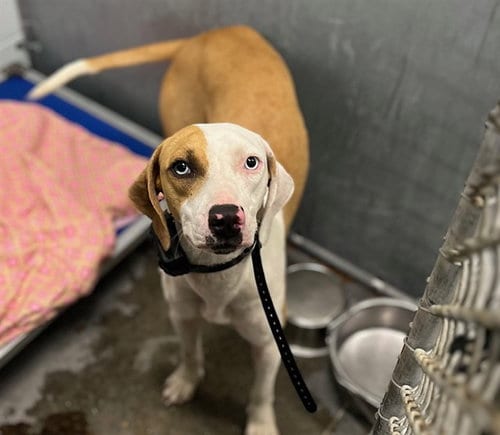 Photo of Dinah, adoptable American Foxhound in Tavares, Florida
