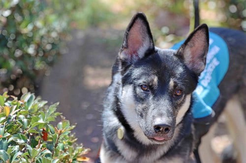 Photo of Duke, adoptable Siberian Husky in Walnut Creek, California