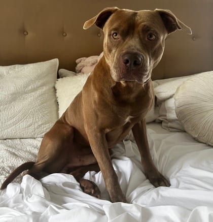 Photo of Light Bright, adoptable dog in Atlanta, Georgia