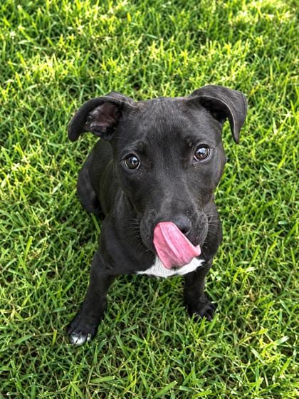 Photo of Ricko (Underdog), adoptable Terrier in New Orleans, Louisiana
