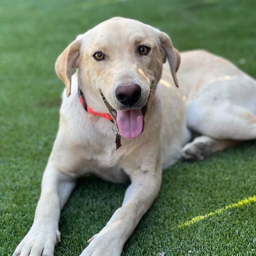 Photo of Efren, adoptable Labrador Retriever in San Diego, California