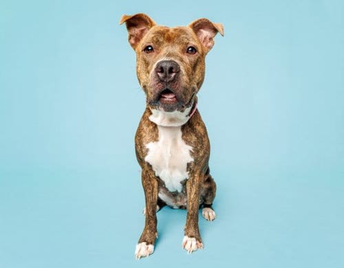 Photo of Maggie, adoptable Unknown breed in Durham, North Carolina