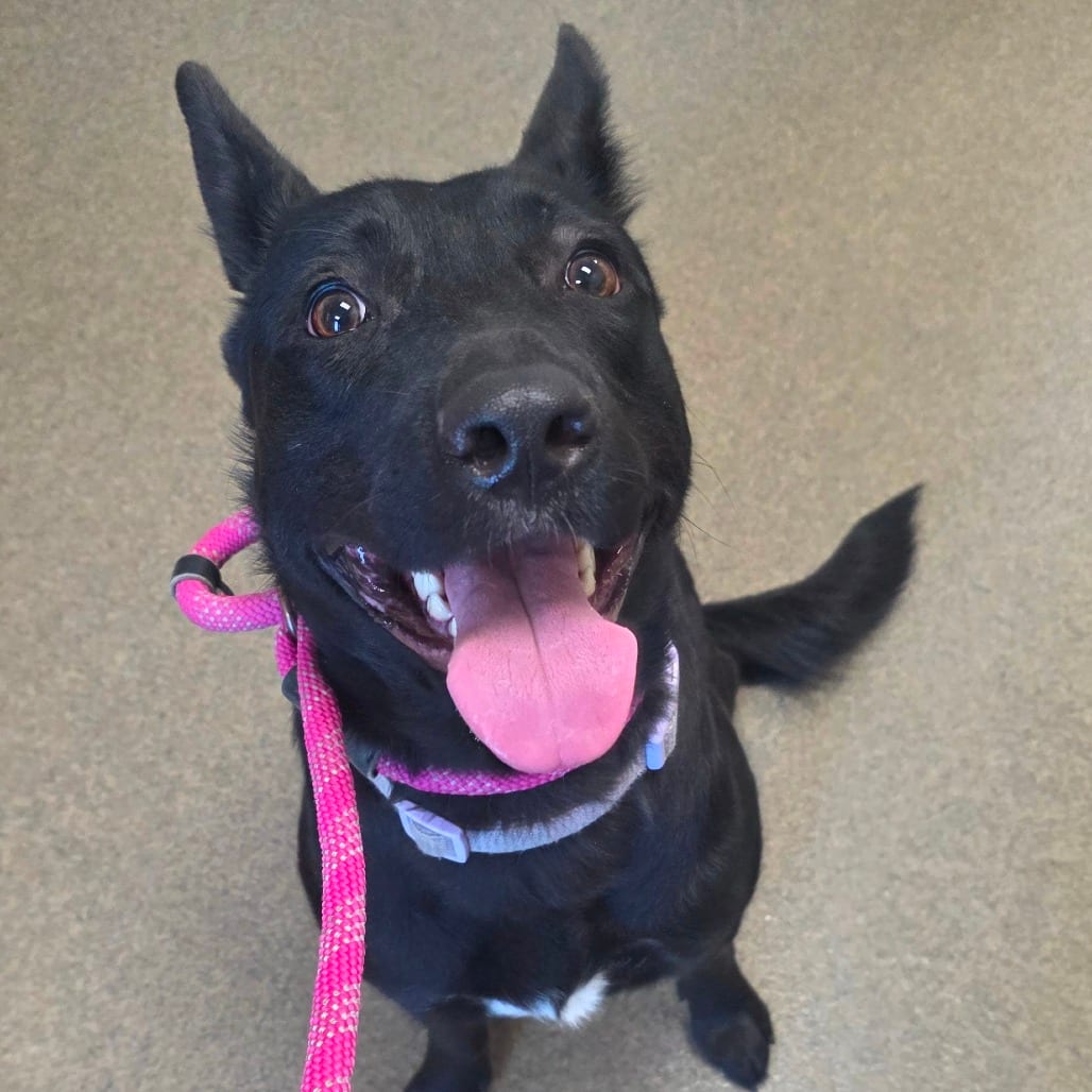 Photo of Trixie, adoptable Shepherd, German / Terrier in Council Bluffs, Iowa