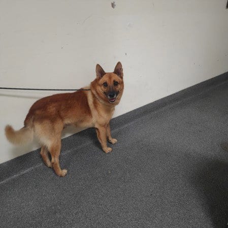 Photo of Sauerkraut, adoptable German Shepherd Dog in Los Angeles, California