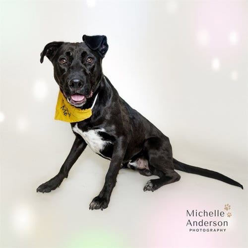 Photo of Tobias, adoptable Labrador Retriever in Corona, California