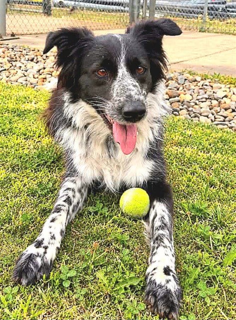 Photo of Quincy, adoptable Border Collie in Sacramento, California