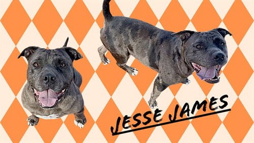 Photo of Jesse James, adoptable Pit Bull Terrier in Albuquerque, New Mexico