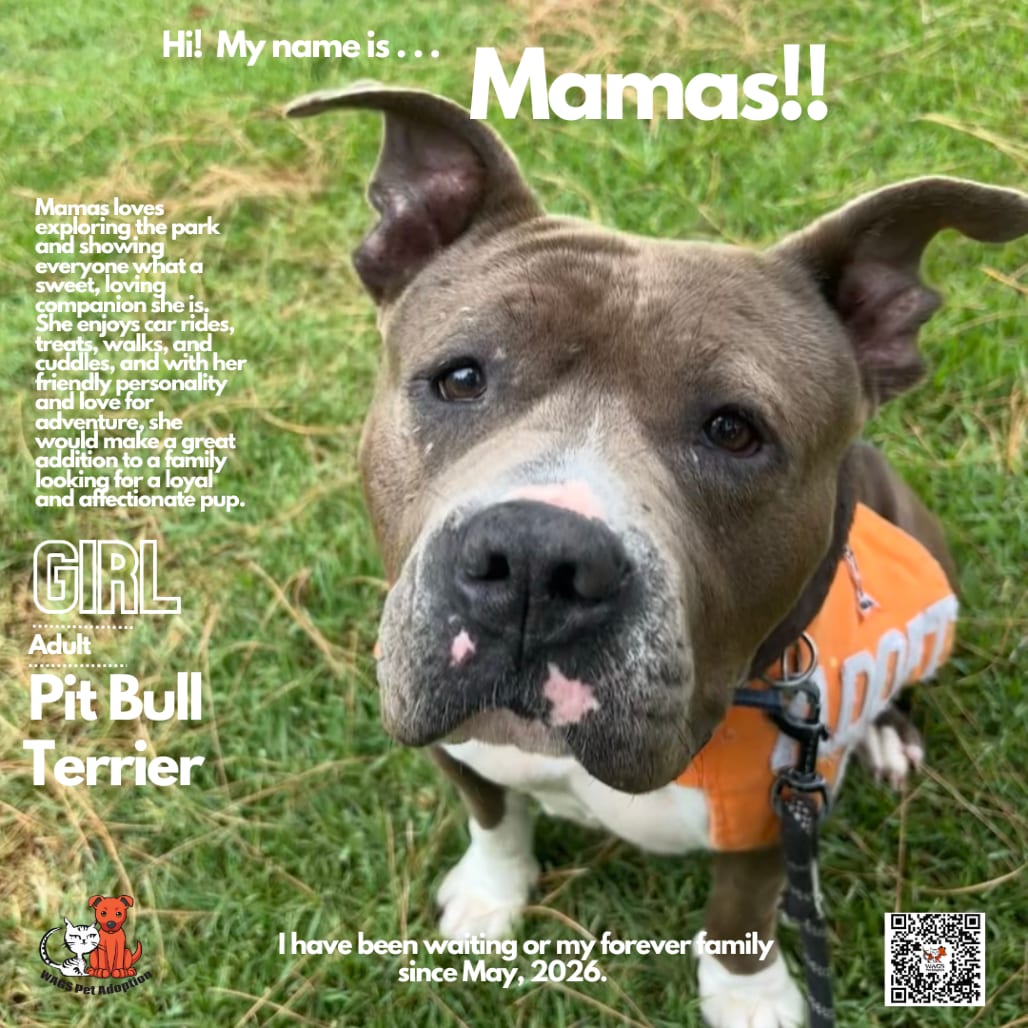 Photo of Mamas, adoptable Terrier, Pit Bull in Westminster, California