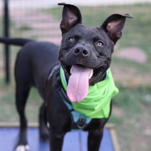 Photo of Apollo, adoptable Staffordshire Bull Terrier in San Antonio, Texas