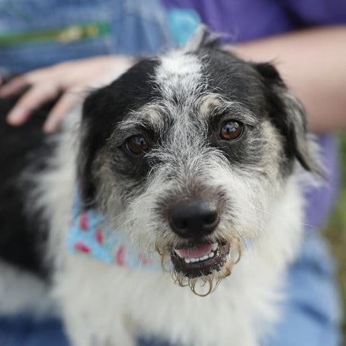 Photo of Otto, adoptable Terrier in San Antonio, Texas