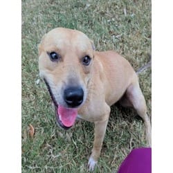 Photo of Rizz, adoptable American Pit Bull Terrier in Texas City, Texas
