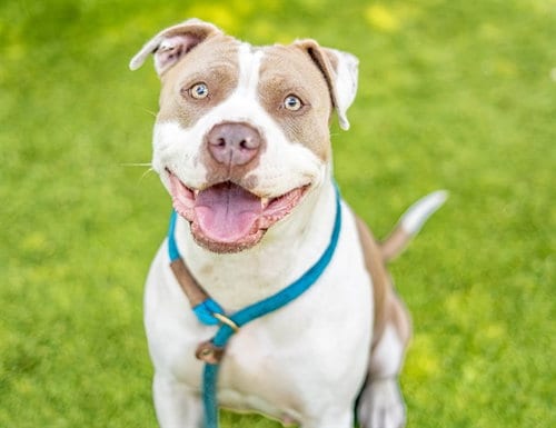Photo of Julissa, adoptable Pit Bull Terrier in San Jose, California