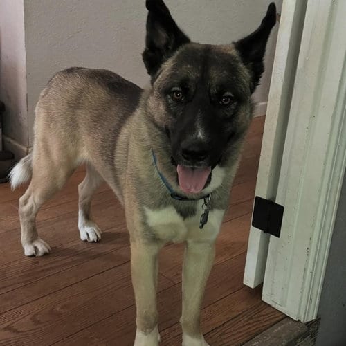 Photo of Arlo, adoptable German Shepherd Dog in Hayward, California
