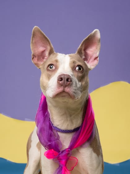 Photo of Tazzy, adoptable dog in Atlanta, Georgia
