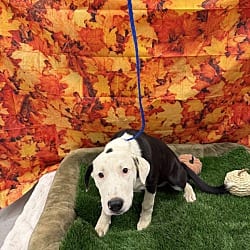 Photo of Udon, adoptable American Pit Bull Terrier Catahoula Leopard Dog in Porterville, California
