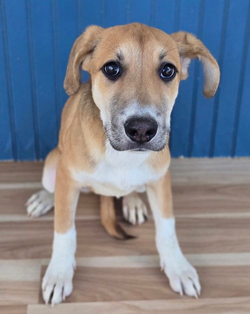 Photo of Mystique, adoptable Cattle Dog in Sedalia, Colorado