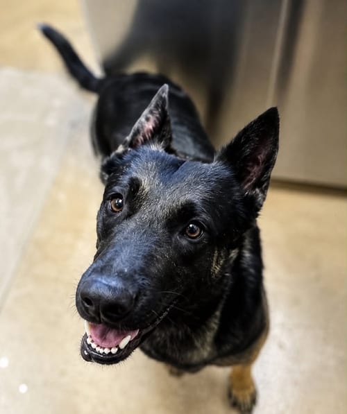 Photo of BellaBella - located in AZ, adoptable Belgian Shepherd Malinois in Imlay City, Michigan