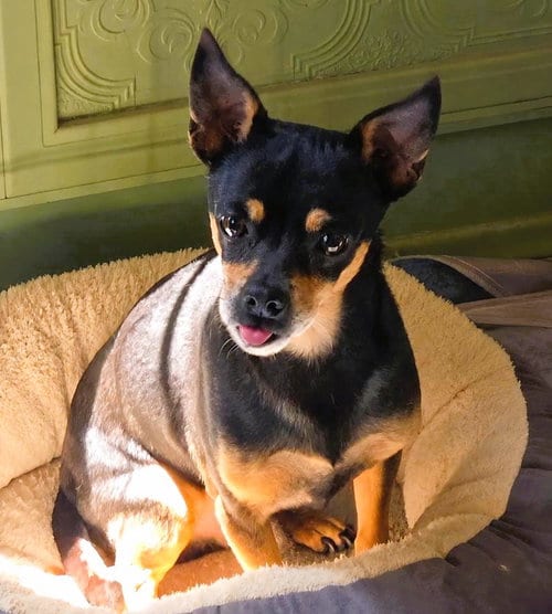 Photo of Delgado, adoptable Chihuahua in Fallbrook, California