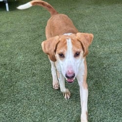 Photo of Banjo 6888, adoptable Coonhound in Loxahatchee, Florida