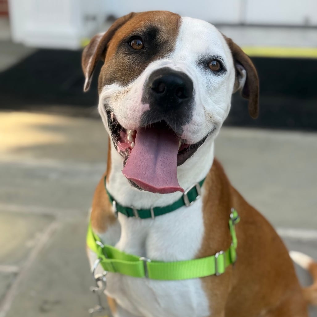 Photo of French Fries, adoptable Terrier, Pit Bull in Greensboro, North Carolina
