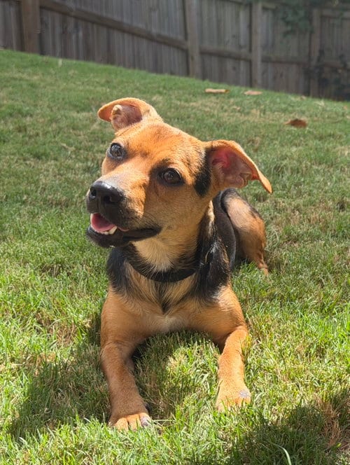 Photo of Poppy, adoptable Chihuahua in Charlotte, North Carolina