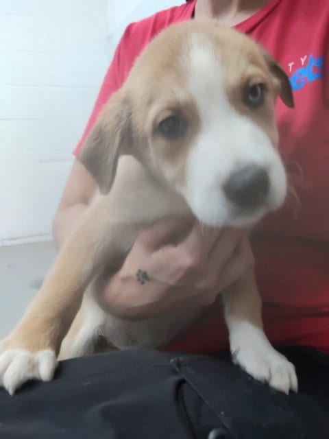 Photo of Galaxy, adoptable Labrador Retriever in San Bernardino, California