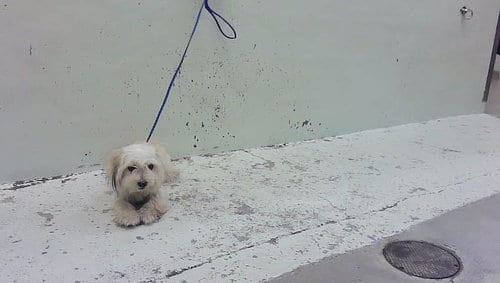 Photo of A2096562, adoptable Havanese in Houston, Texas