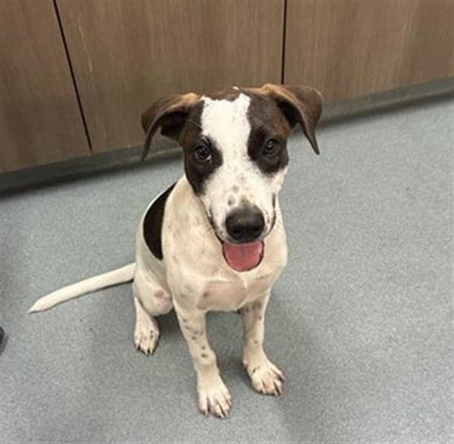Photo of Butterscotch, adoptable Jack Russell Terrier (Parson Russell Terrier) in Baytown, Texas