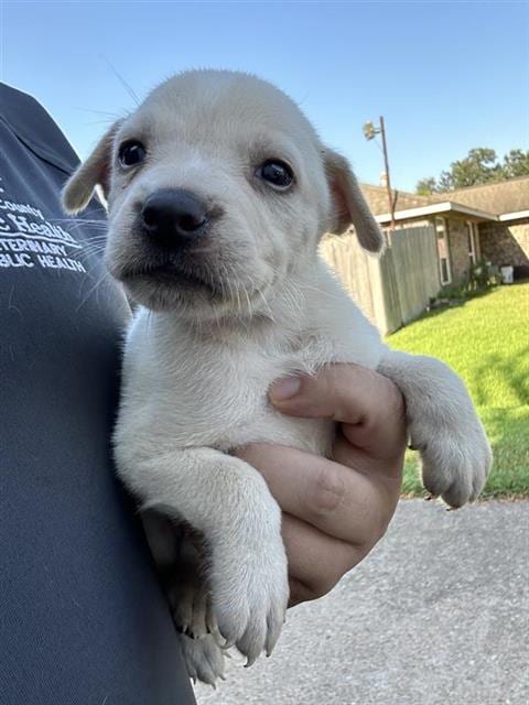 Photo of A661935, adoptable Labrador Retriever in Houston, Texas