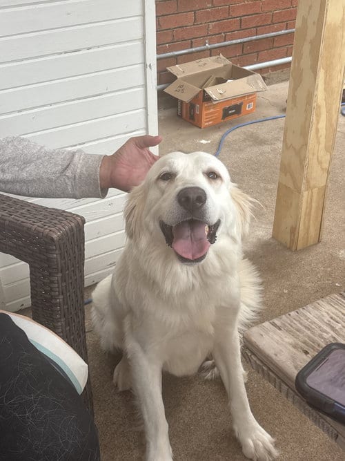 Photo of DeShanna, adoptable Great Pyrenees in Spring, Texas