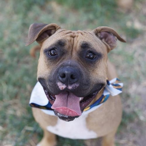 Photo of Peaches, adoptable Boxer in San Antonio, Texas