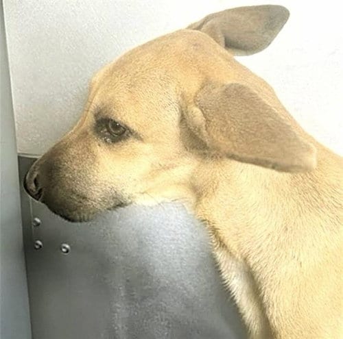 Photo of A661443, adoptable German Shepherd Dog in Houston, Texas