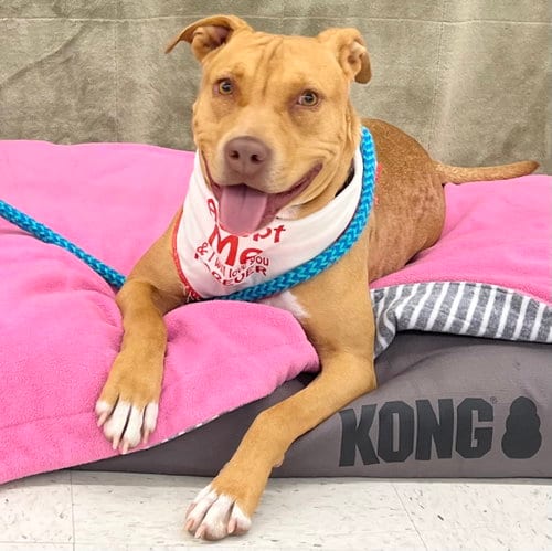 Photo of Jade, adoptable Terrier in McCormick, South Carolina
