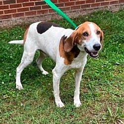 Photo of King, adoptable Hound (Unknown Type) Mixed Breed (Medium) in Washington, District of Columbia