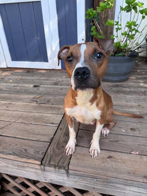 Photo of Toastie, adoptable Terrier in Greenville, South Carolina