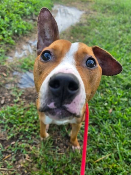 Photo of Daffodil, adoptable dog in Baltimore, Maryland