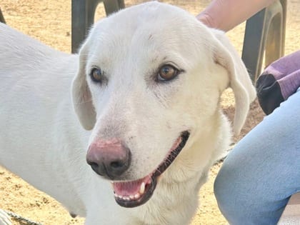 Photo of Fawn, adoptable dog in Georgetown, Texas